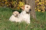 LABRADOR 313